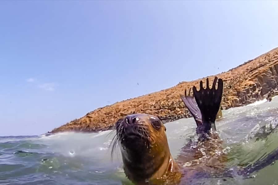 Lima: Palomino Islands Speedboat Tour & Swim with Sea Lions - What you’ll really do in 4.5 hours