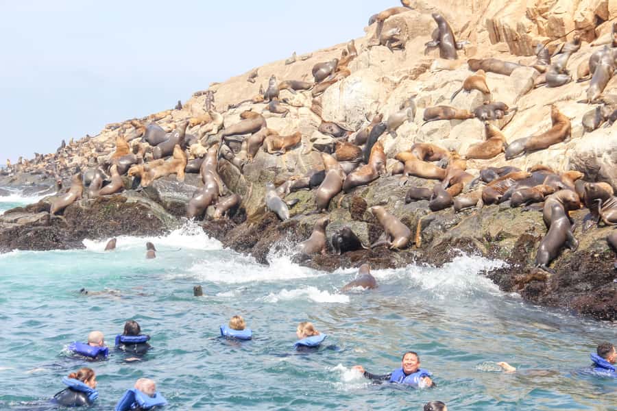Lima: Palomino Islands Speedboat Tour & Swim with Sea Lions - The 2.5 hours on the water: cruising, photo stops, and the wildlife loop