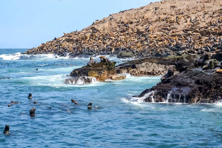 Lima: Palomino Islands Speedboat Tour & Swim with Sea Lions - The gear and comfort factor: wetsuits, life jackets, and what to bring