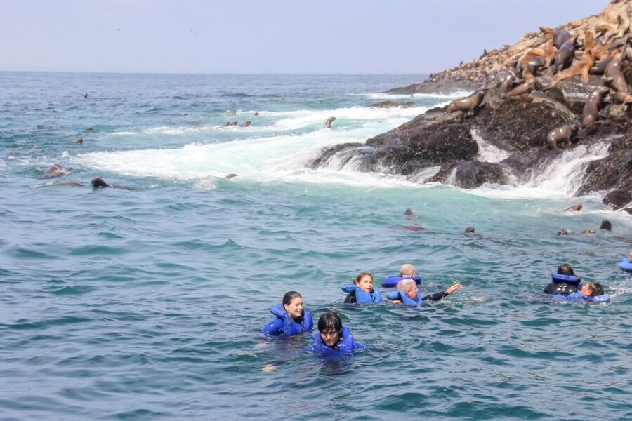 Lima: Palomino Islands Speedboat Tour & Swim with Sea Lions - Who this tour fits best (and who should skip it)