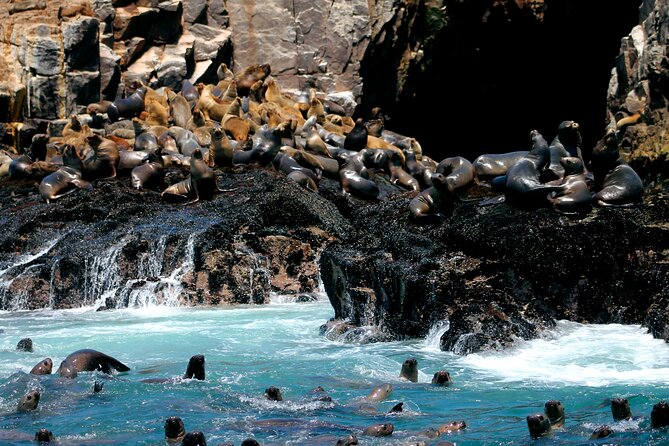 Lima Peru Sea Lions, History and Palomino Callao Islands - Quick hits before you go