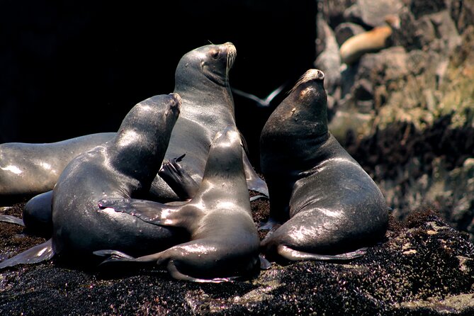 Lima Peru Sea Lions, History and Palomino Callao Islands - Price and What $72 Buys You in Real Terms