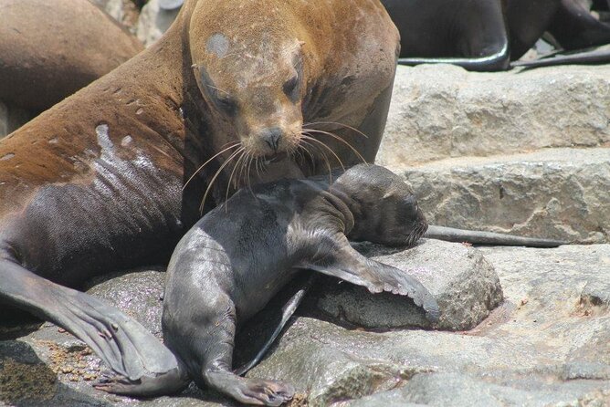 Lima Peru Sea Lions, History and Palomino Callao Islands - Islas Palomino: The Sea Lion Swim Stop You Actually Want
