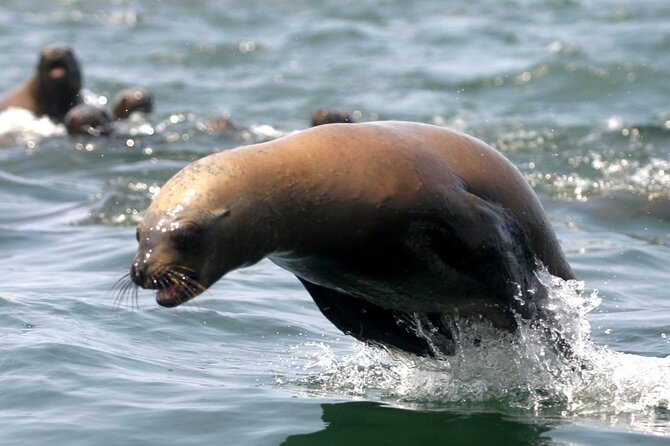 Lima Peru Sea Lions, History and Palomino Callao Islands - Humboldt Penguins, Guano Birds, and the Kind of Wildlife You Can’t Fake