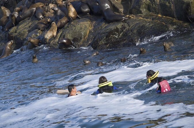 Lima Peru Sea Lions, History and Palomino Callao Islands - What to Expect at Each Stage of the Day