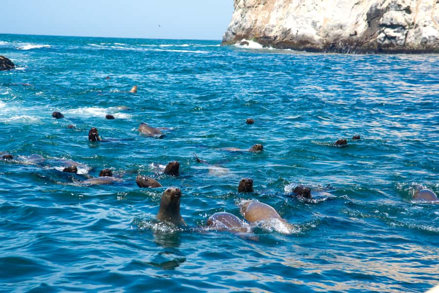 Lima: Sea Lion Swim and Wildlife Palomino Islands Cruise - Key highlights you’ll care about