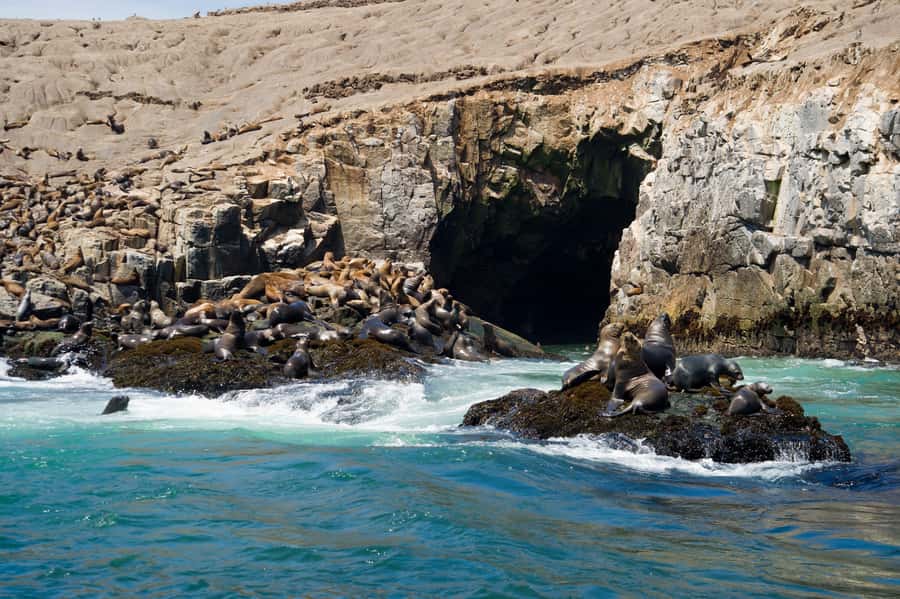 Lima: Sea Lion Swim and Wildlife Palomino Islands Cruise - La Punta’s short boat ride to a different Lima day
