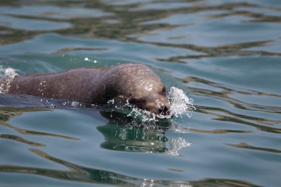 Lima: Sea Lion Swim and Wildlife Palomino Islands Cruise - Swimming with sea lions: the part you’ll remember most
