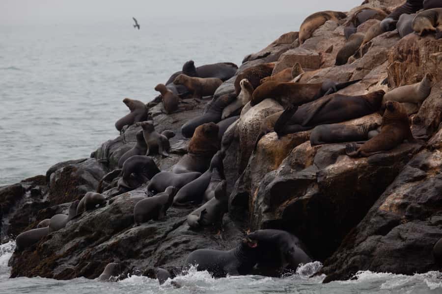 Lima: Sea Lion Swim and Wildlife Palomino Islands Cruise - Birdwatching for guano birds and Humboldt penguins