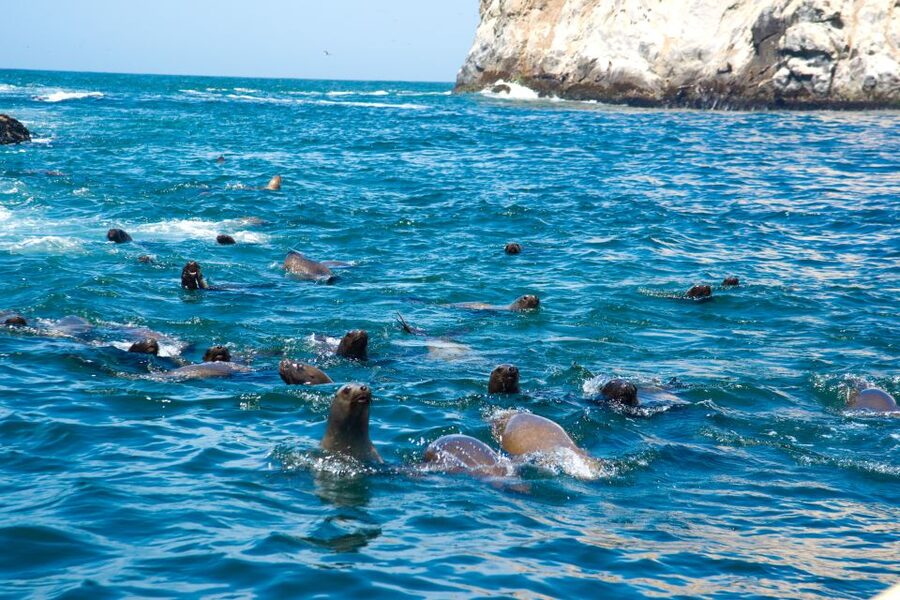 Lima: Sea Lion Swim and Wildlife Palomino Islands Cruise - Boat experience and group comfort: simple but not luxury