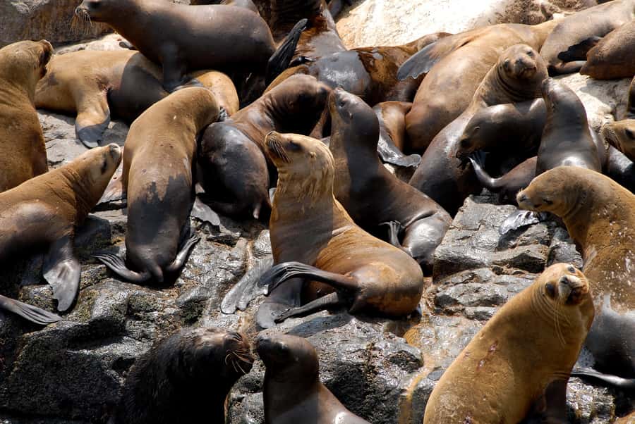 Lima: Sea Lion Swim and Wildlife Palomino Islands Cruise - Getting there: pickup options and the meeting point reality