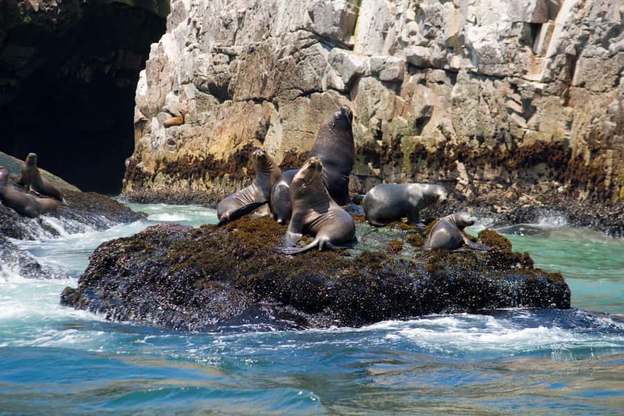 Lima: Sea Lion Swim and Wildlife Palomino Islands Cruise - What to bring (and what to wear) for a sea lion day