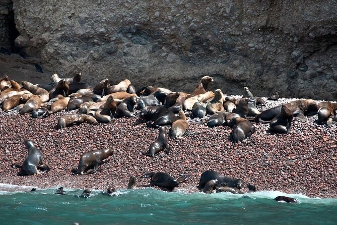 Nazca Lines & Ballestas Islands Private Tour Bus&Flight from Lima - Ballestas Islands in Paracas: wildlife first, questions later