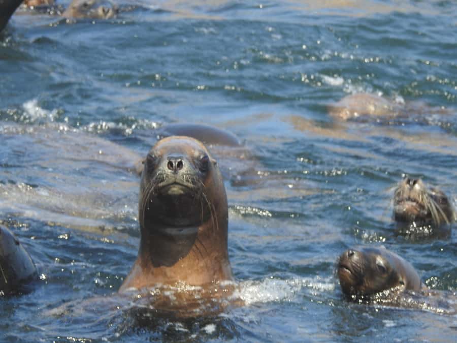 Palomino Islands Yacht Tour and swim alongside the sea lions - Key highlights you’ll feel fast