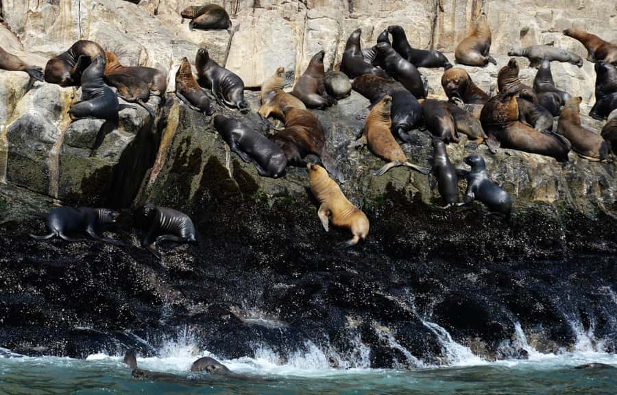 Palomino Islands Yacht Tour and swim alongside the sea lions - Price and value: is $125 reasonable for 5 hours of sea lion time?