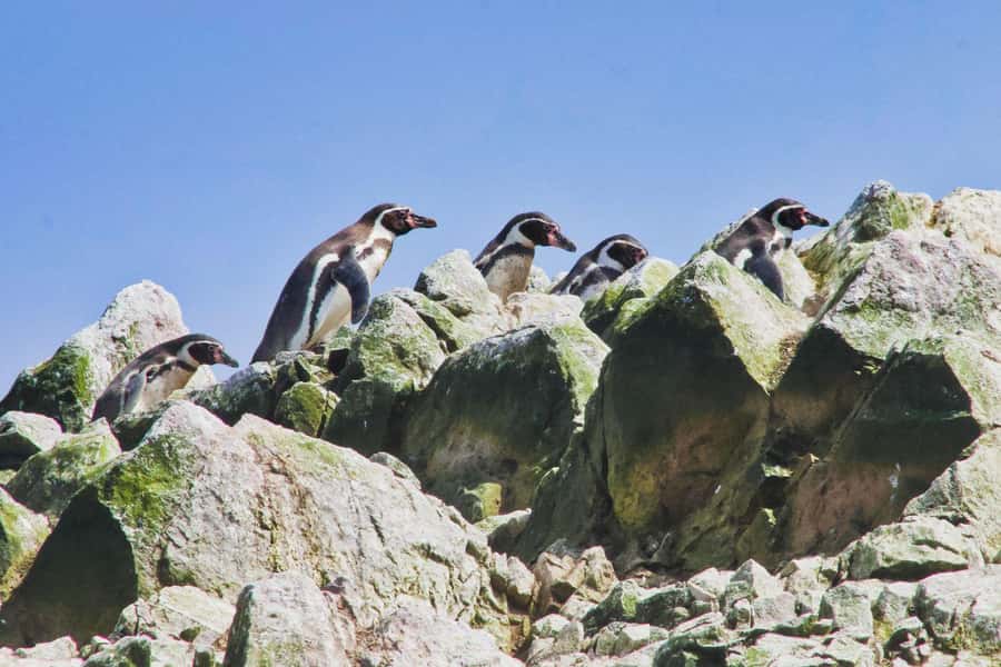 Paracas: Ballestas Islands and Candelabra of Paracas Boat - Ballestas Islands Wildlife: Sea Lions and Humboldt Penguins From Close Range