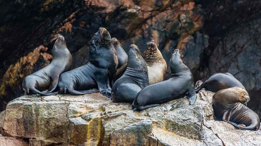 Paracas: Ballestas Islands and Candelabra of Paracas Boat - Why the Guide’s Story Matters (Not Just the Wildlife Check-List)