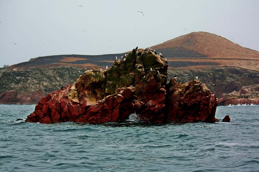 Paracas: Ballestas Islands and Candelabra of Paracas Boat - Who This Paracas Boat Tour Is Best For