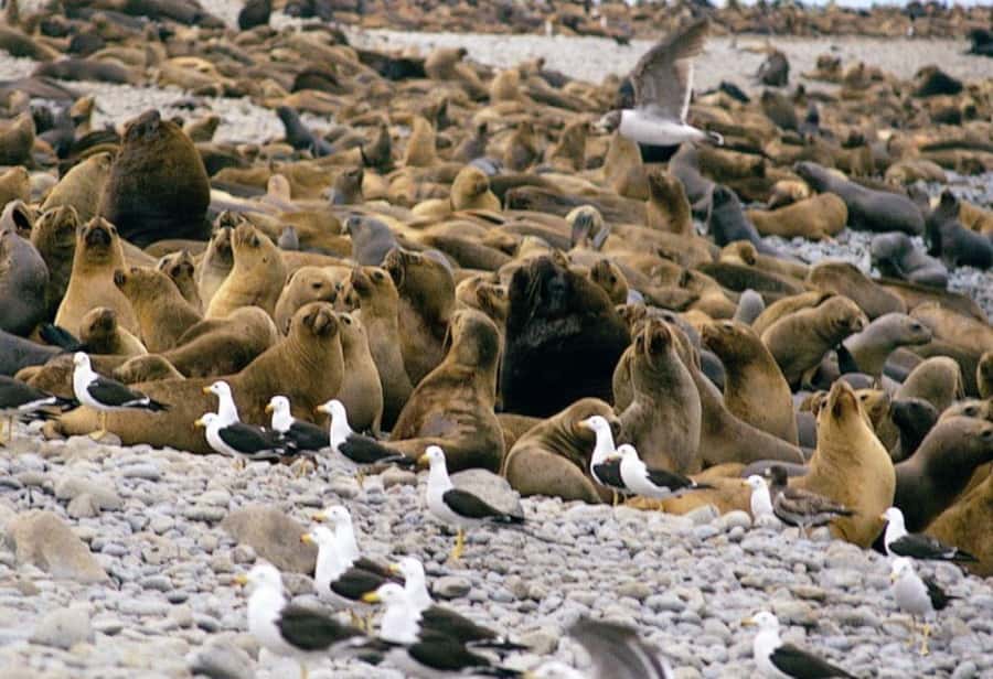 Paracas: Ballestas Islands and Candelabra of Paracas Boat - Should You Book the Ballestas Islands and Candelabra of Paracas Boat Tour?