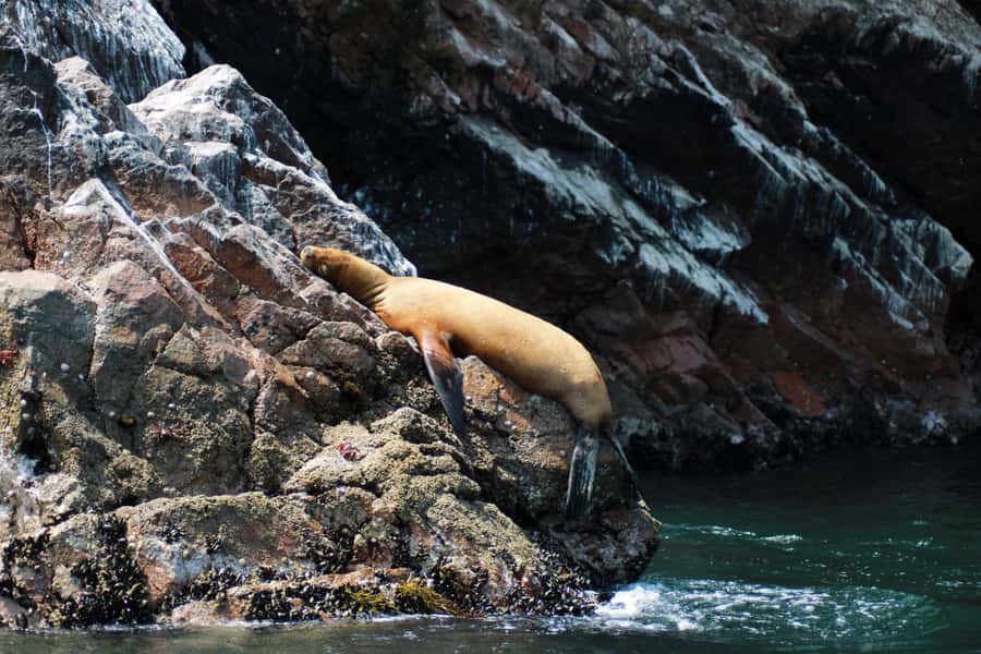 PARACAS: BALLESTAS ISLANDS AND NATIONAL RESERVE - Practical tips that make the day smoother