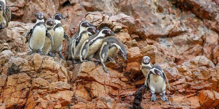 Paracas: Ballestas Islands Boat tour - Islas Ballestas - Ballestas Islands: Why This Works So Well for First-Time Paracas Visits