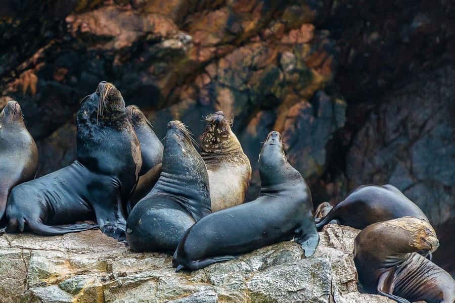 Paracas: Ballestas Islands Boat tour - Islas Ballestas - Time, Weather, and What to Bring for a 2-Hour Wildlife Cruise