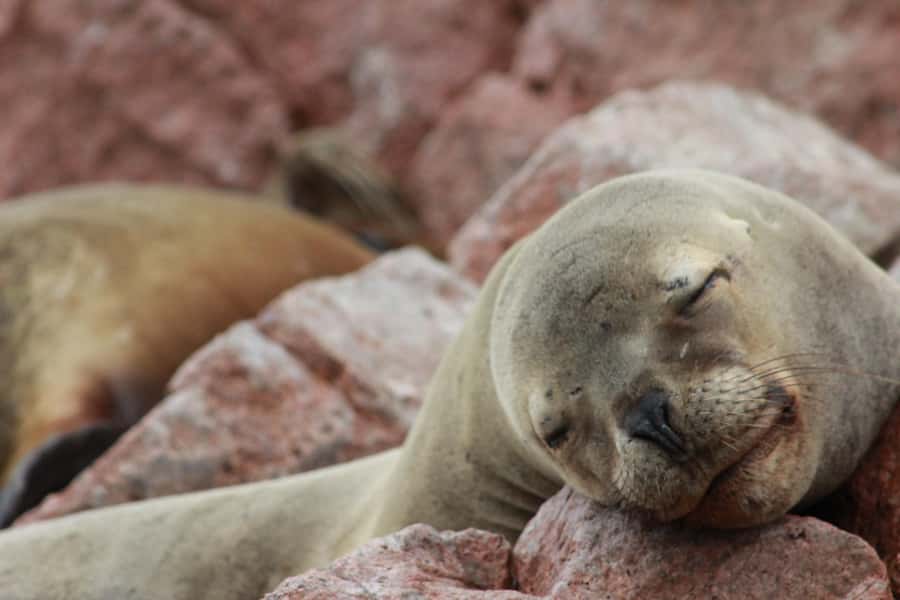 Paracas: Ballestas Islands Guided Boat Tour - Paracas to the Islands: how the two-hour tour really feels