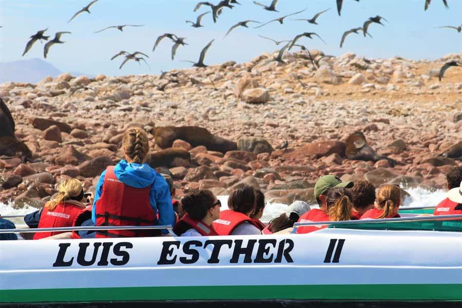 Paracas: Ballestas Islands Guided Boat Tour - Arches and caves by boat: dramatic scenery without the hike