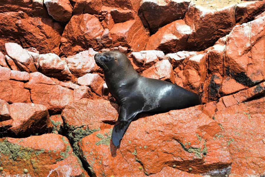 Paracas: Ballestas Islands Guided Boat Tour - Guide and commentary: what you gain beyond photos