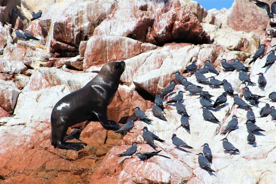 Paracas: Ballestas Islands Guided Boat Tour - Price and what’s included: is $20 a real deal?