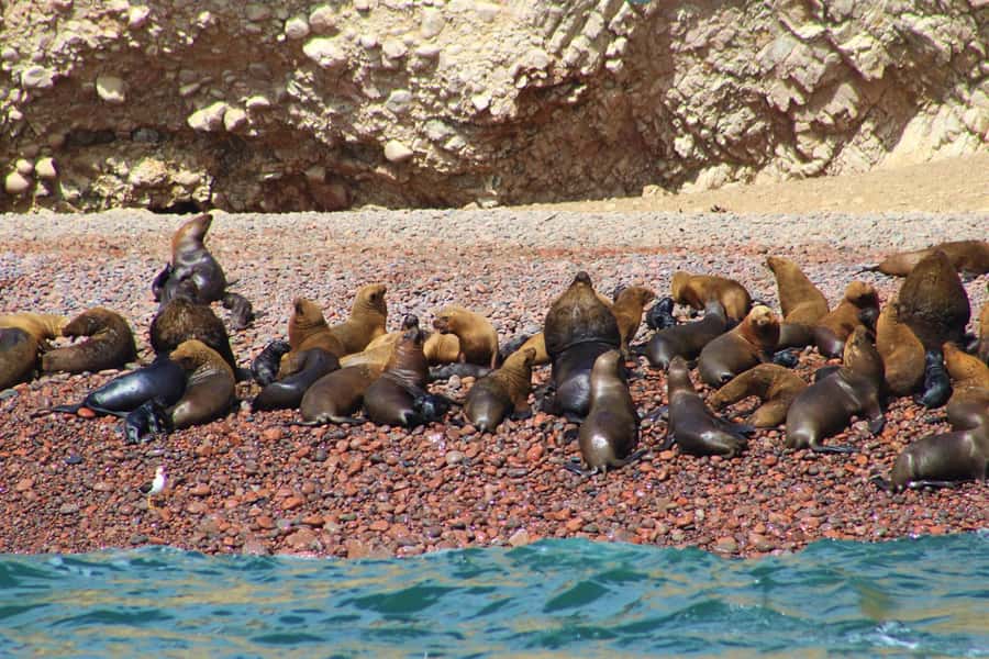 Paracas: Ballestas Islands Guided Boat Tour - Timing, pickup, and how to plan your day in Ica Region