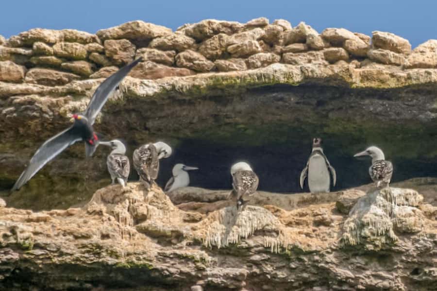 Paracas: Ballestas Islands Morning Boat Tour - Key Points That Make This Tour Worth It