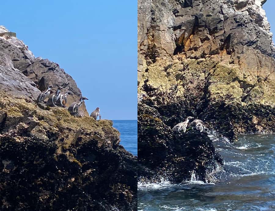 Paracas: Ballestas Islands Morning Boat Tour - What You Might See: Humboldt Penguins, Sea Lions, and a Lot of Birds