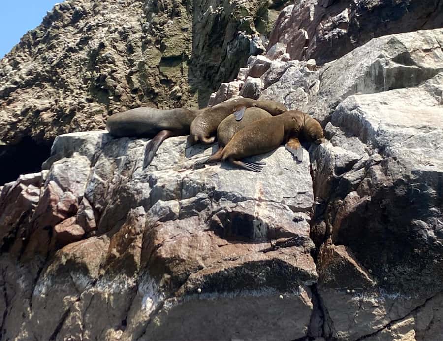 Paracas: Ballestas Islands Morning Boat Tour - Price and Value: Why $17 Feels Fair for What You Get
