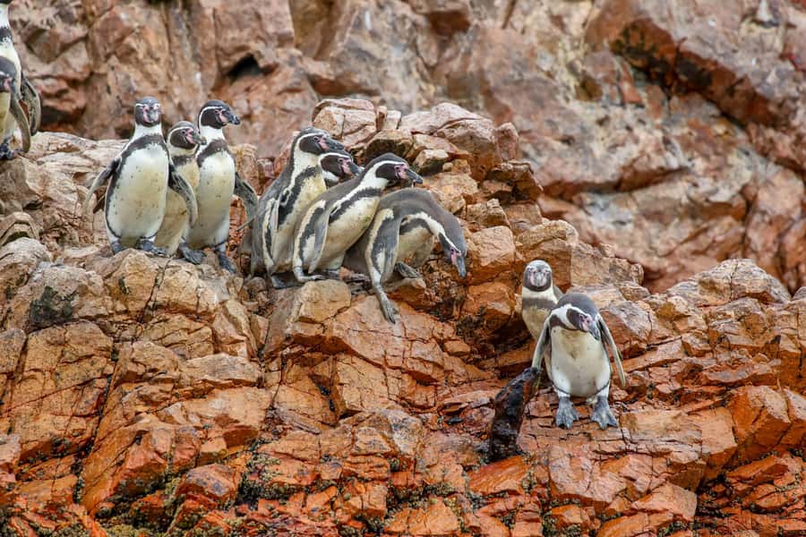 Paracas: Ballestas Islands Morning Boat Tour - From Muelle El Chaco to the Blue Water: Your Morning Game Plan