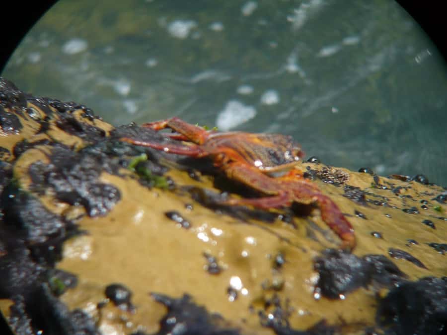 Paracas:Private Tours Paracas National Reserve all inclusive - Wildlife refuge details: what your guide helps you notice
