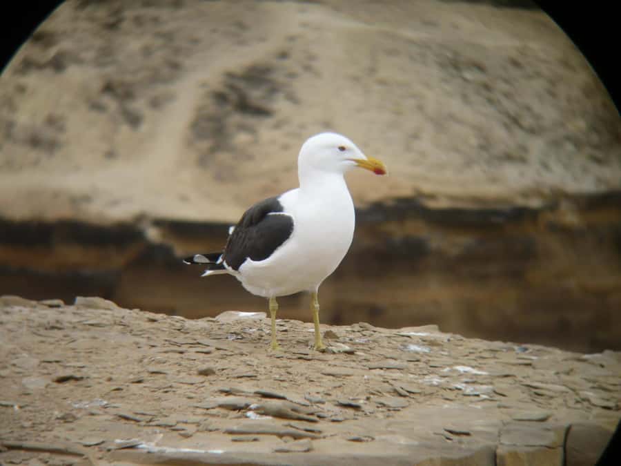 Paracas:Private Tours Paracas National Reserve all inclusive - Istmo viewpoints: the peninsula’s high point for coastal sweeps