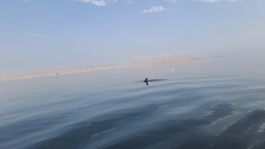 Private Tour: Ballestas Island & Huacachina Oasis, from Lima - Paracas port breakfast and the move into wine-country rhythm