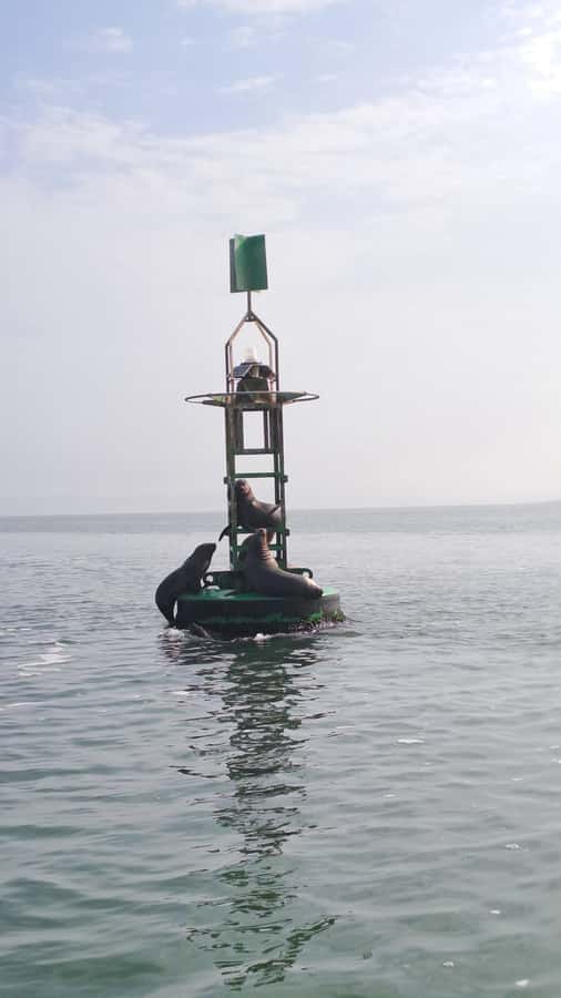 Private Tour: Ballestas Island & Huacachina Oasis, from Lima - Huacachina oasis: sandboarding and buggy rides in the desert