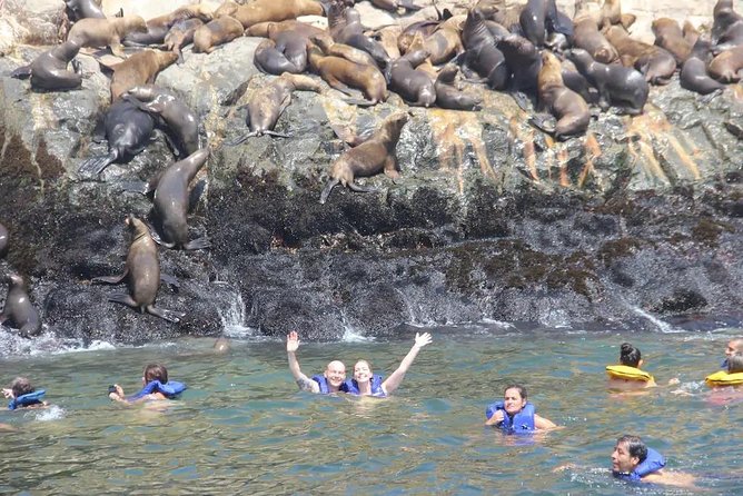 Swimming with Sea Lions in Lima - Swim Time at Islas Palomino: Wetsuit Gear, Sea Lion Behavior, and Safety